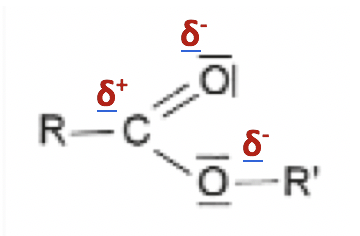 Physique - Chimie De la noix de muscade à la cosmétique