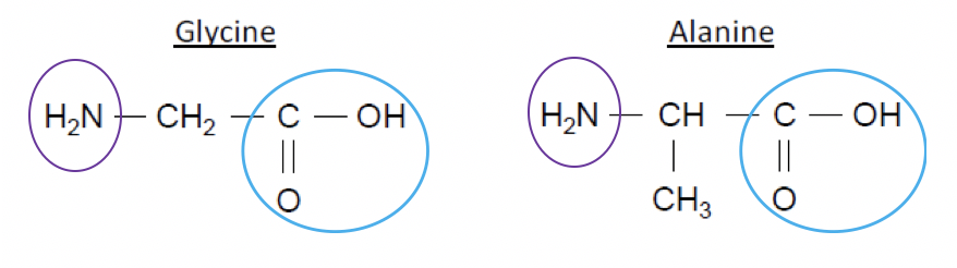 Constitution et transformations de la matière La soie d'araignée Physique - Chimie