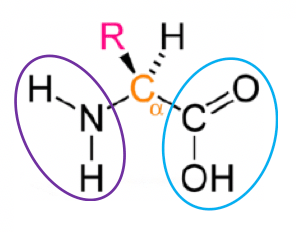 Physique - Chimie Les notions essentielles du chapitre Constitution et transformations de la matière